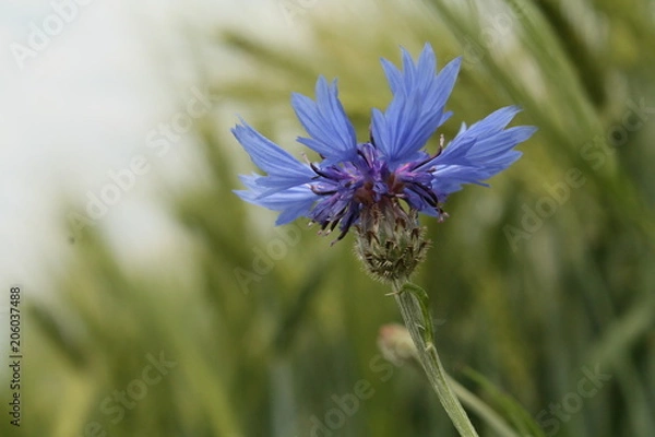 Obraz Kornblume