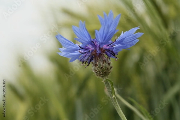 Fototapeta Kornblume
