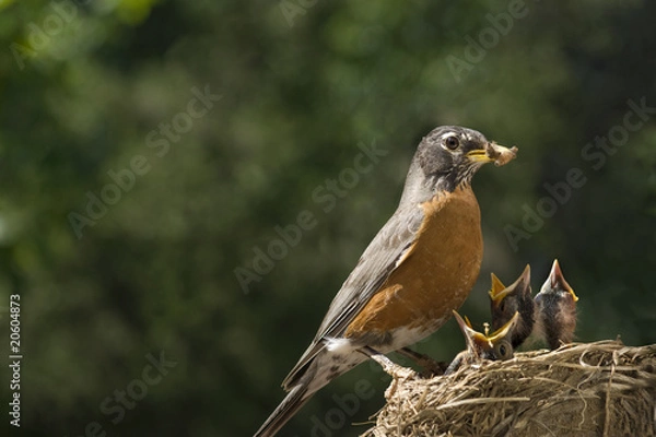 Fototapeta Mother Robin Feeding Babies Worms