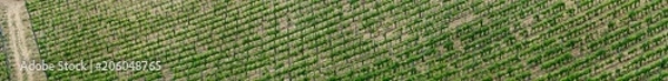 Fototapeta Tuscany Vineyard Wide Panorama in Spring