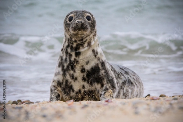 Obraz Gray Seal on the Beach