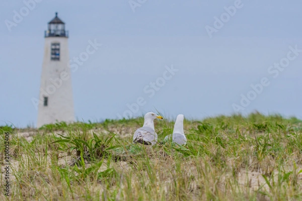 Obraz Nesting seagulss with lighthouse background