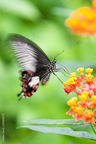Fototapeta Butterfly flapping its wings
