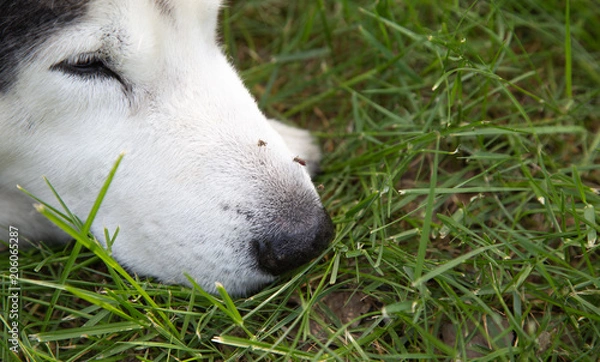 Fototapeta Mosquito bite on dog face while dog sleeping on grass fields.