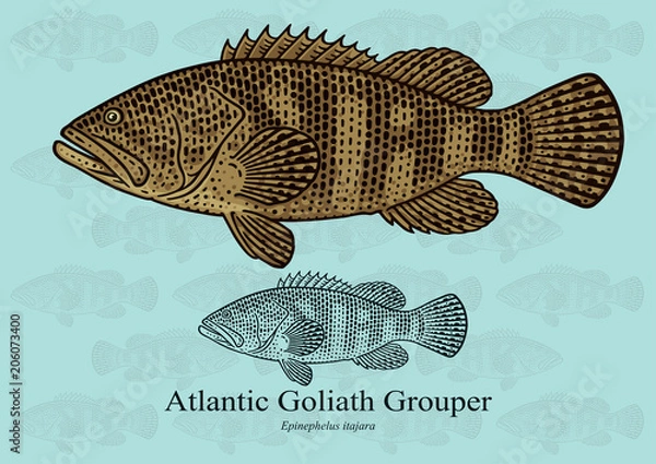 Fototapeta Atlantic Goliath Grouper. Ilustracja wektorowa z dopracowanymi szczegółami i zoptymalizowanym obrysem, która pozwala na wykorzystanie obrazu w małych rozmiarach (w projektowaniu opakowań, dekoracji, grafikach edukacyjnych itp.)