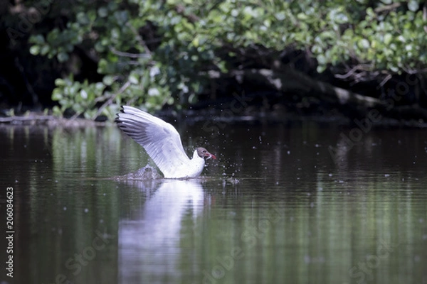 Fototapeta Mouette rieuse