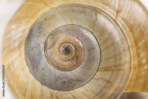 Fototapeta  Close-up view of a conch shell