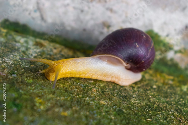 Fototapeta COMMON SNAIL