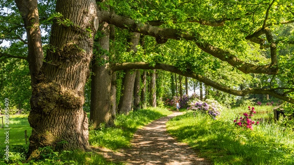 Fototapeta A row of old brown beech trees with hanging branches above a walking rail through the park of an ancient estate