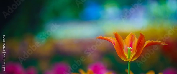 Obraz Flowers in Botanic garden