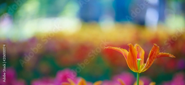 Obraz Flowers in Botanic garden