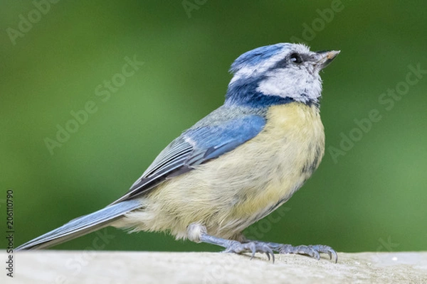Obraz Blue Tit Fence