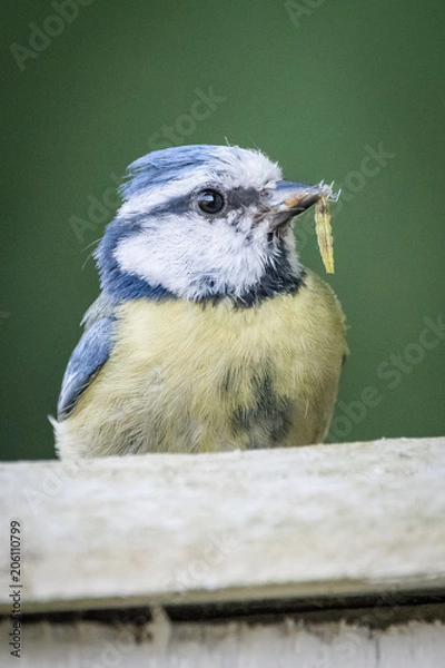 Obraz Blue Tit Feeding