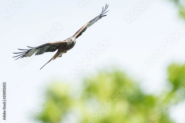 Obraz Red Kite