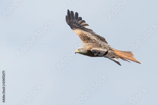 Obraz Red Kite