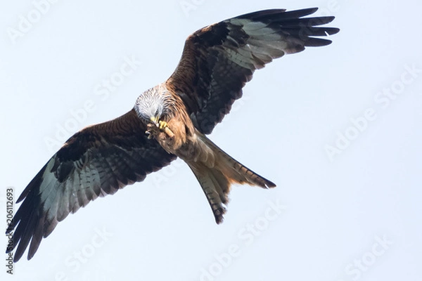 Obraz Red Kite Catch