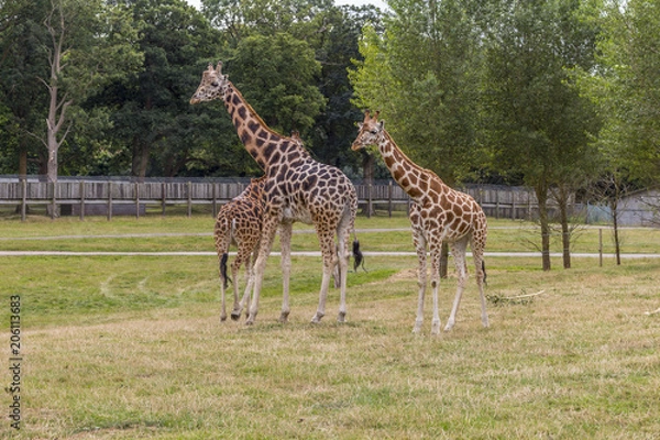 Obraz Giraffe - Woburn abbey