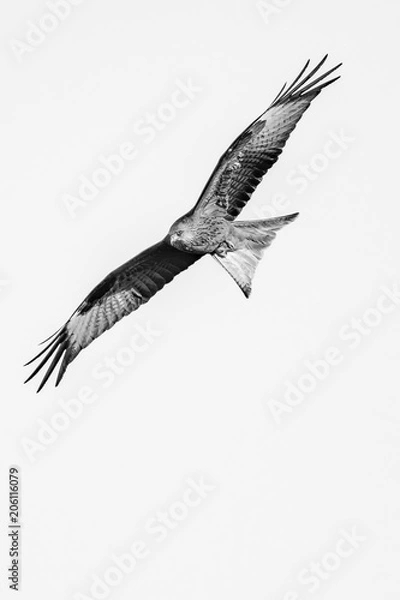 Obraz Black & White Red Kite