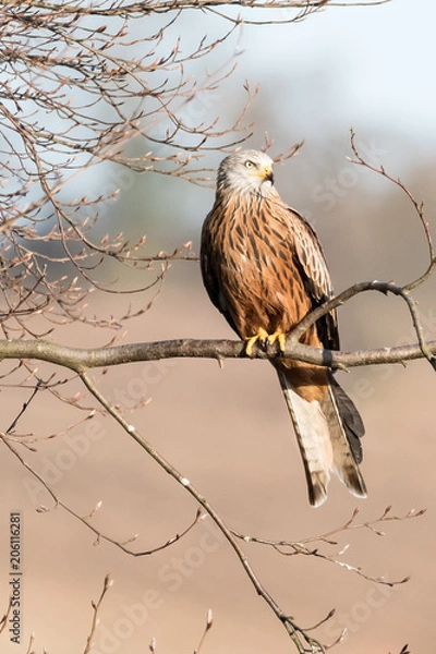 Obraz Red Kite lookout