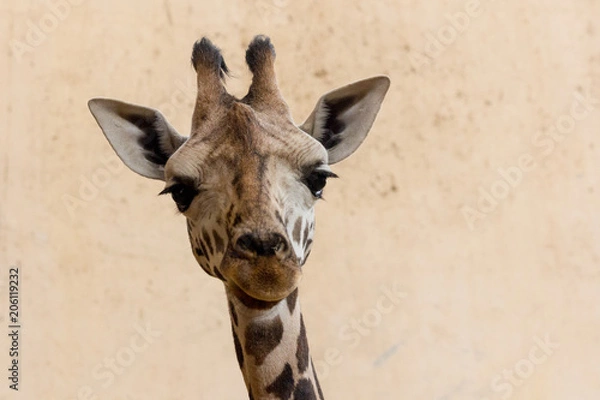 Obraz Close up Young giraffe