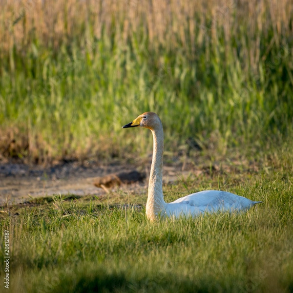 Obraz Resting song swan
