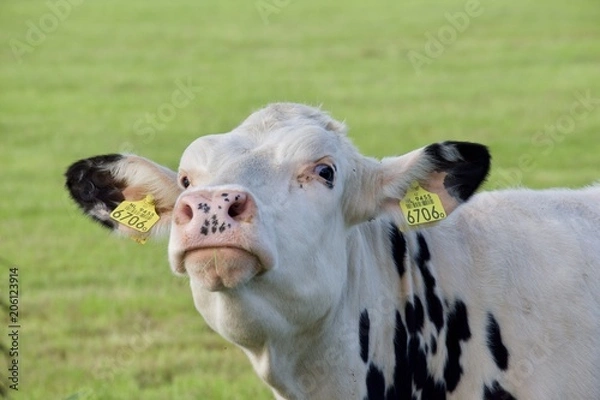Fototapeta Dutch Cow 