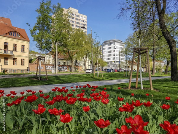 Obraz Frankfurt (Oder), Tulpen blühen im Frühling