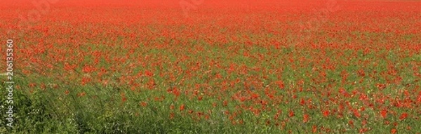 Obraz Feld von Mohnblumen
