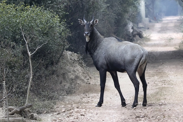 Obraz Male nilgai who stands on the road in the winter forest