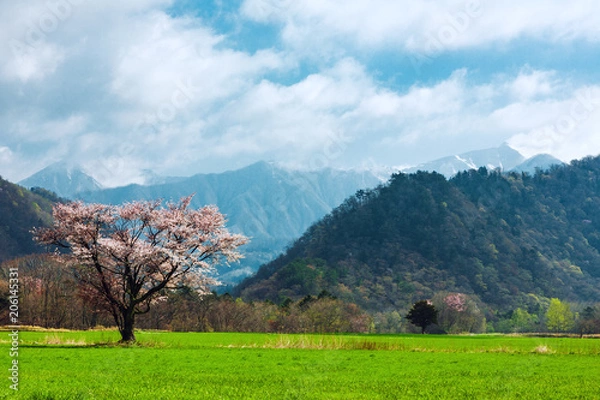 Fototapeta 北海道の蝦夷山桜