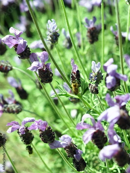 Obraz ミツバチと花