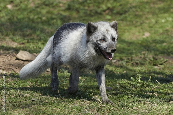 Obraz Arctic fox (Vulpes lagopus)