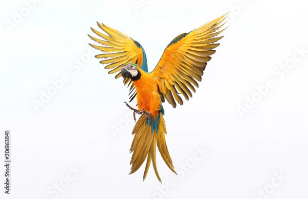 Obraz Colorful flying parrot isolated on white