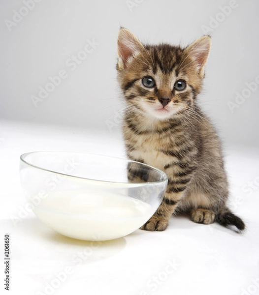 Obraz cat