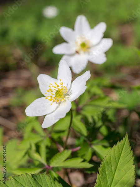 Fototapeta anemone in spring closeup