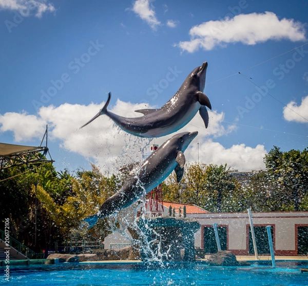 Fototapeta Dolphins