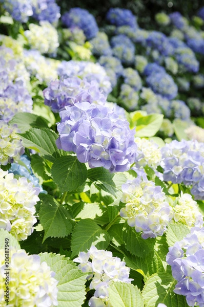 Fototapeta 紫陽花