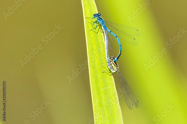 Fototapeta Libelle blau