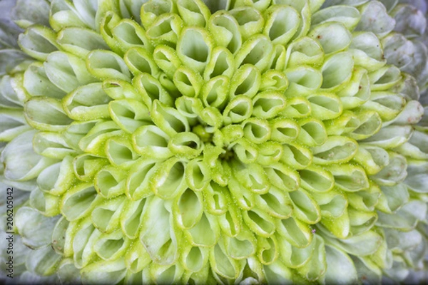 Fototapeta Elegant Dahlia