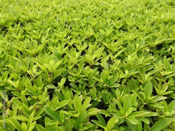 Fototapeta サツキの新緑