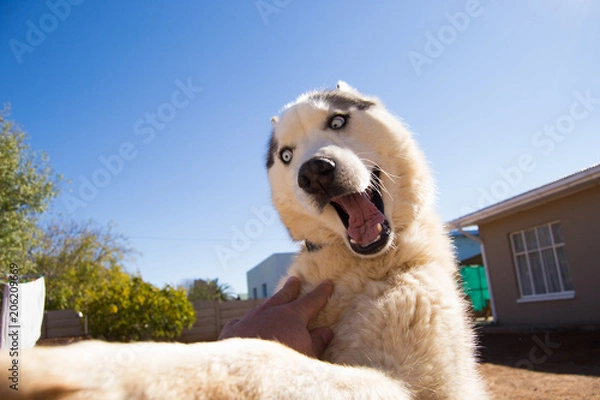 Obraz Husky Dog Playing
