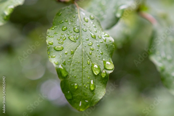 Obraz Wassertropfen auf grünem Blatt