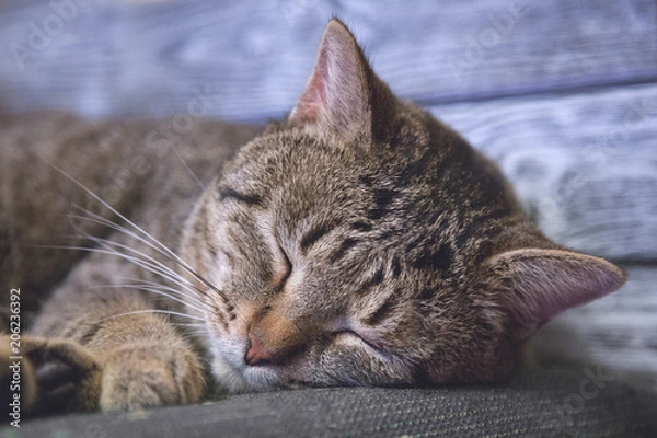 Obraz gray cat is sweet asleep