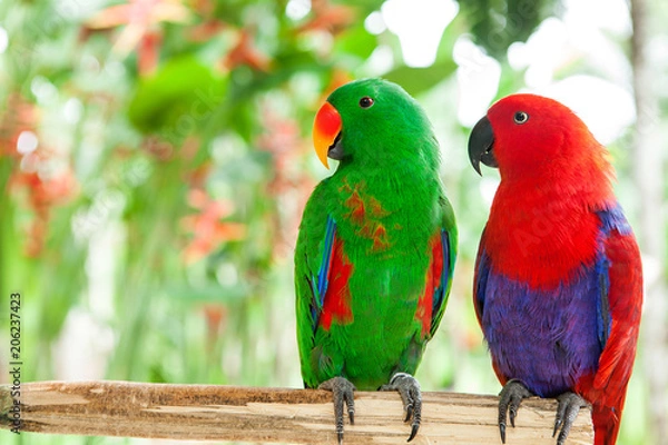 Obraz para zielonych i czerwonych papug Salomon Island Eclectus