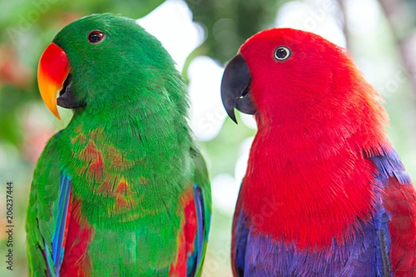 Obraz a pair of green and red Solomon Island Eclectus Parrots
