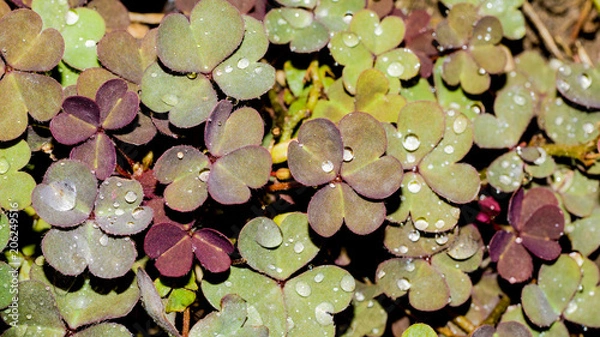 Fototapeta Oxalis in forest after rain. background or texture of the leaves of the shamrock with drops of dew.
