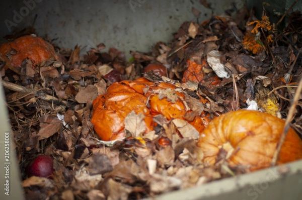 Fototapeta Pumpkins Decomposing in a Compost Bin