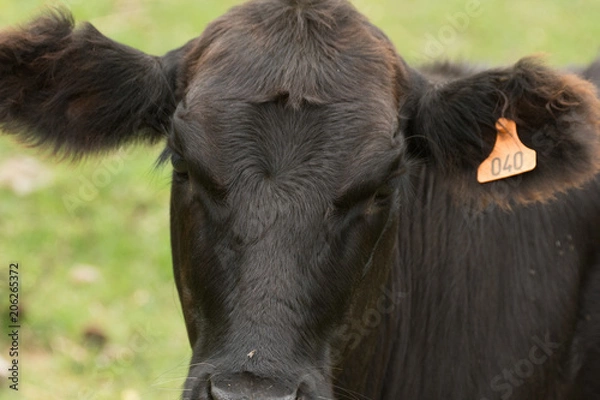 Obraz posando para la foto