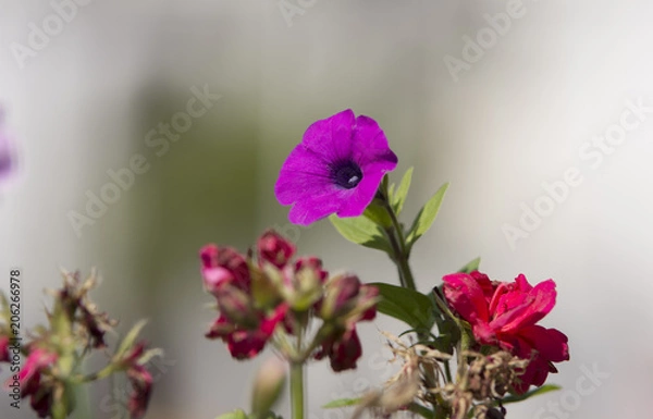 Obraz alegria del hogar