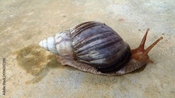 Obraz Die Schnecke